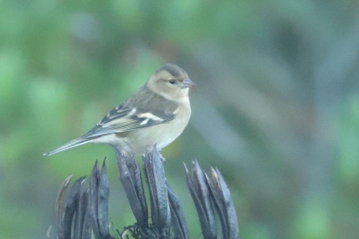 Common Chaffinch - ML620790664