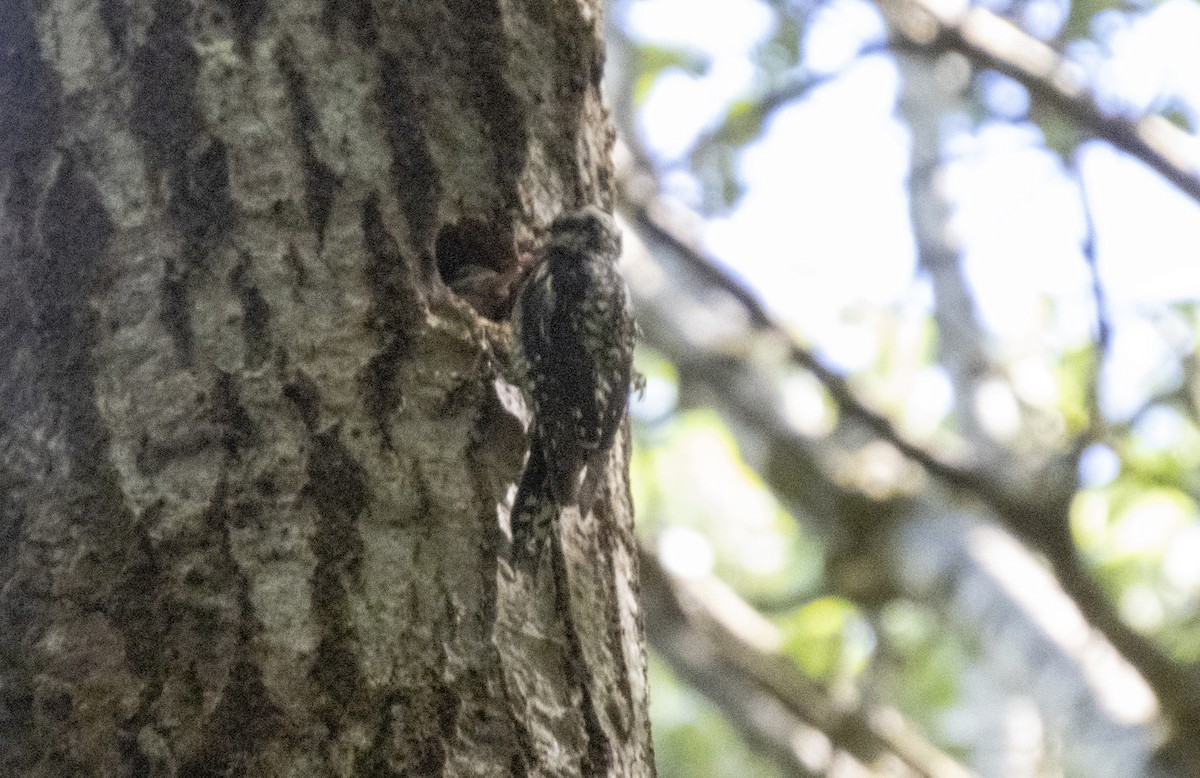 Yellow-bellied Sapsucker - ML620790673