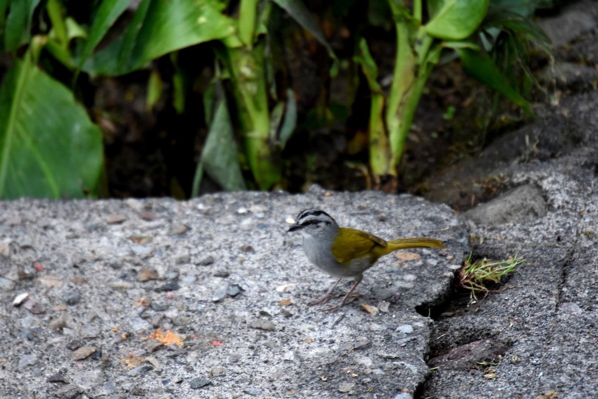 Black-striped Sparrow - ML620790676