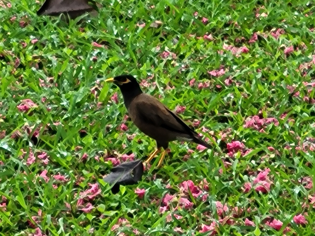 Common Myna - ML620790677