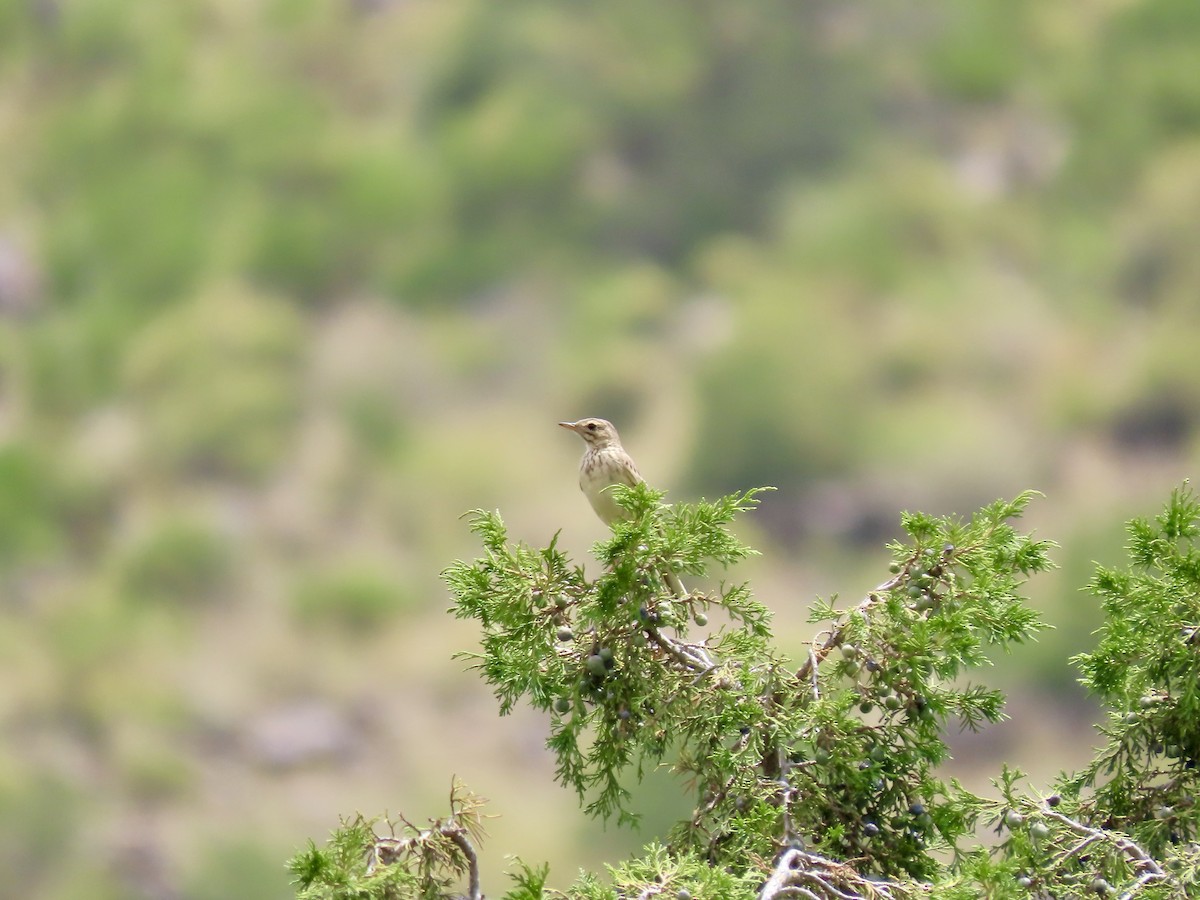 African Pipit - ML620790680