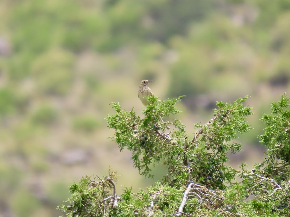 Pipit africain - ML620790681