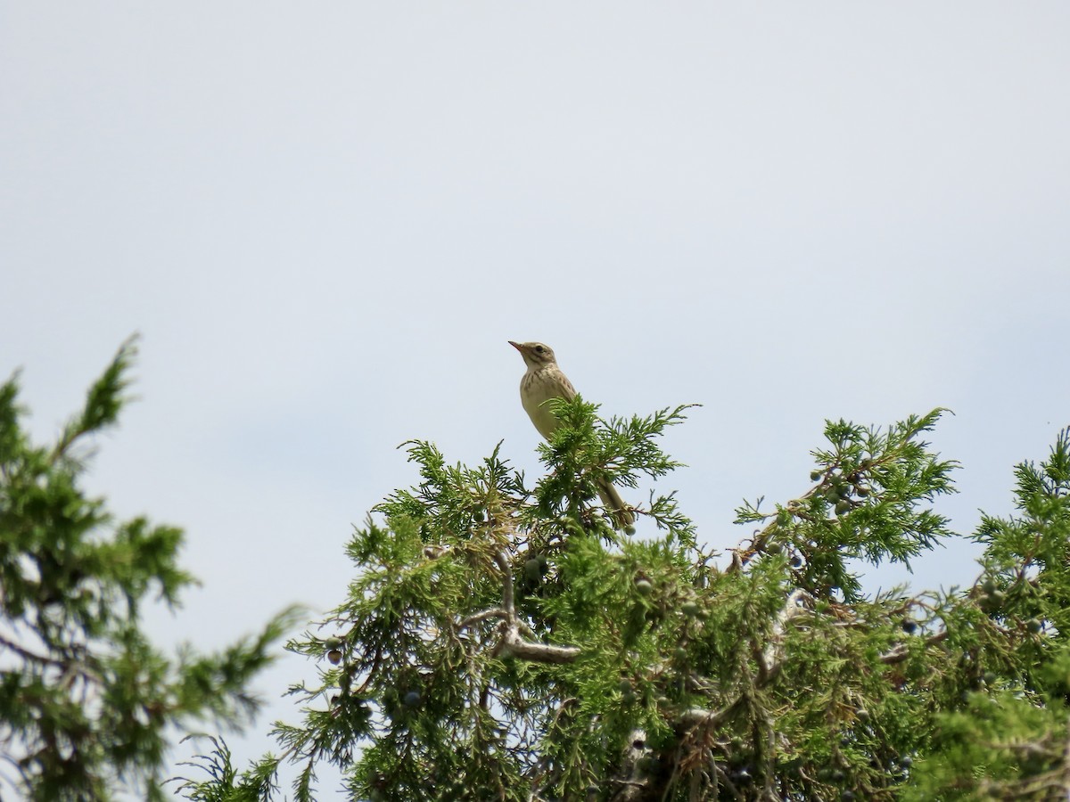 African Pipit - ML620790682
