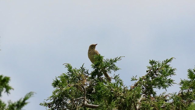 Pipit africain - ML620790686