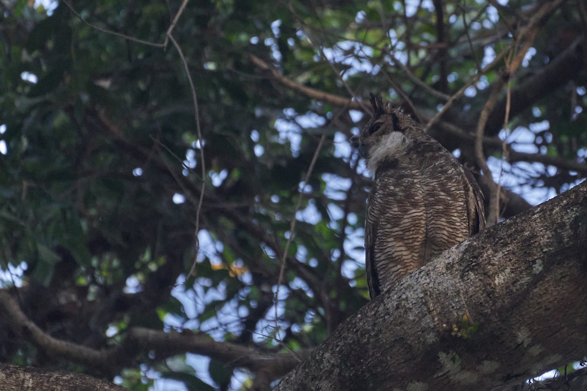 Great Horned Owl - ML620790687