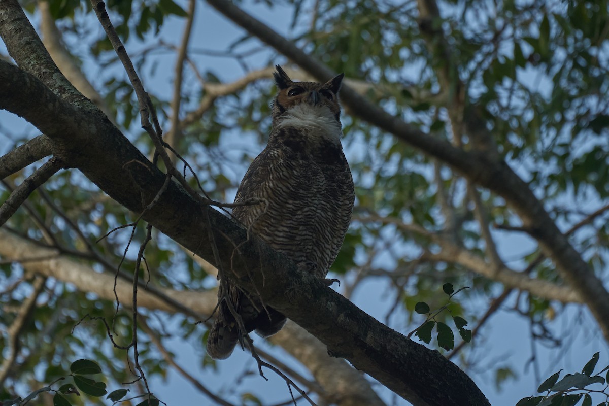 Great Horned Owl - ML620790688