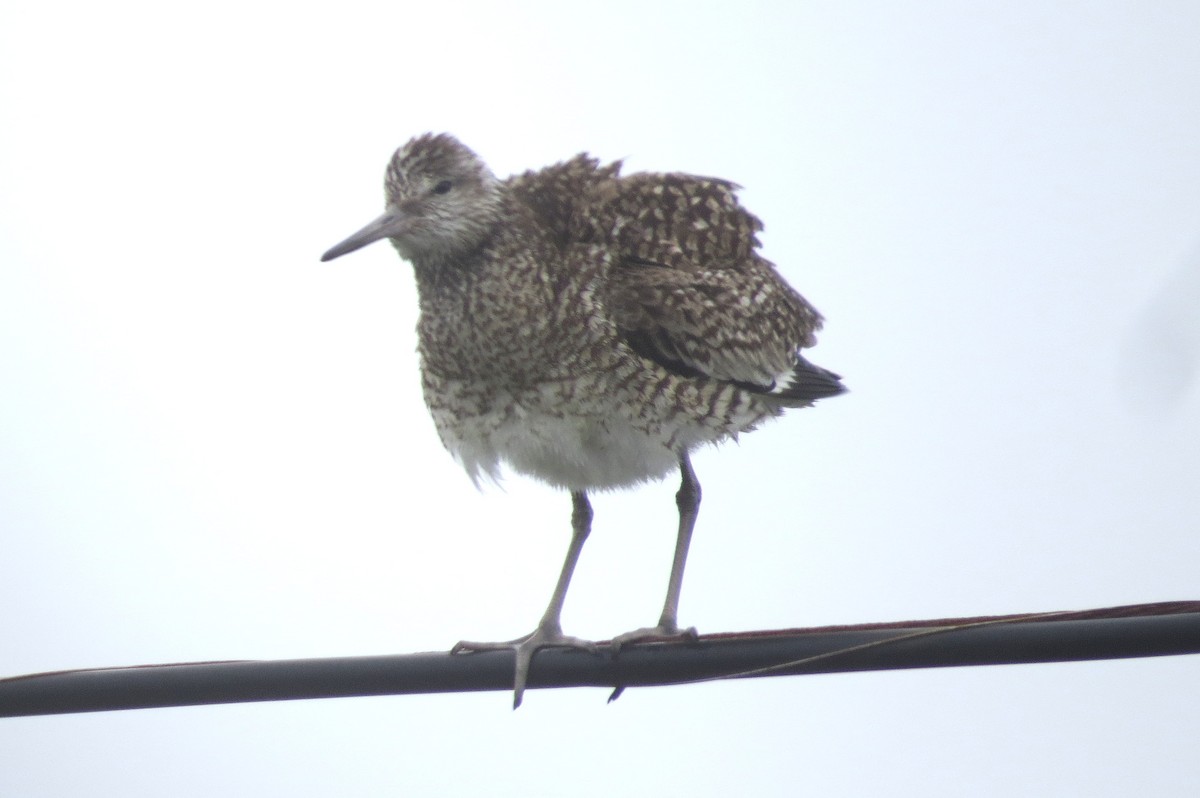 Willet - ML620790693