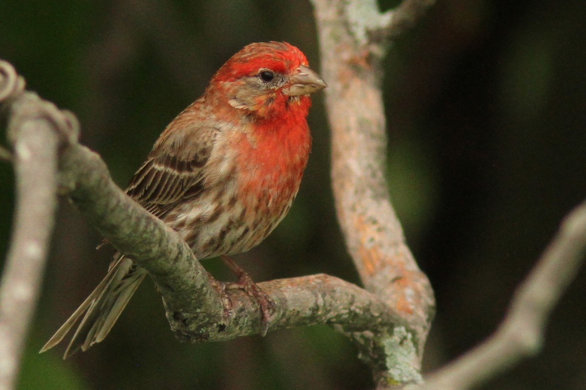 House Finch - ML620790696