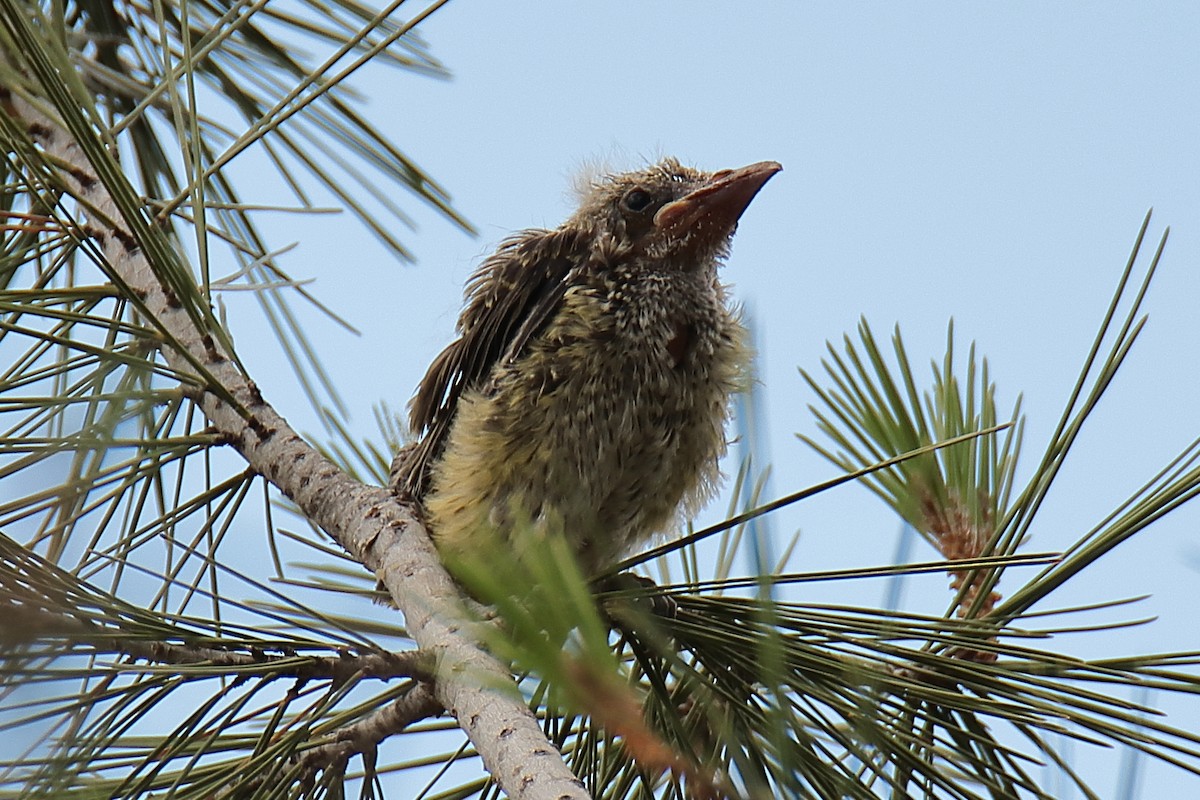 Eurasian Golden Oriole - Juan Sebastian Barrero