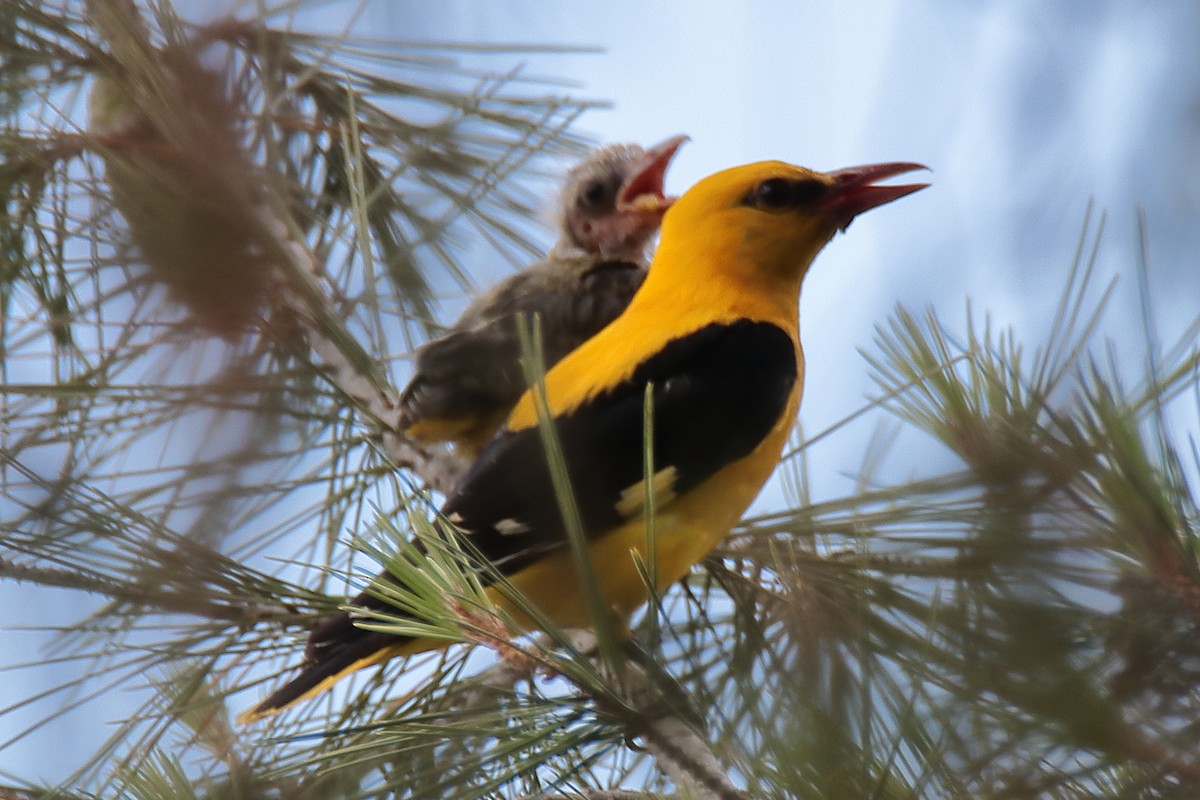 Eurasian Golden Oriole - ML620790698