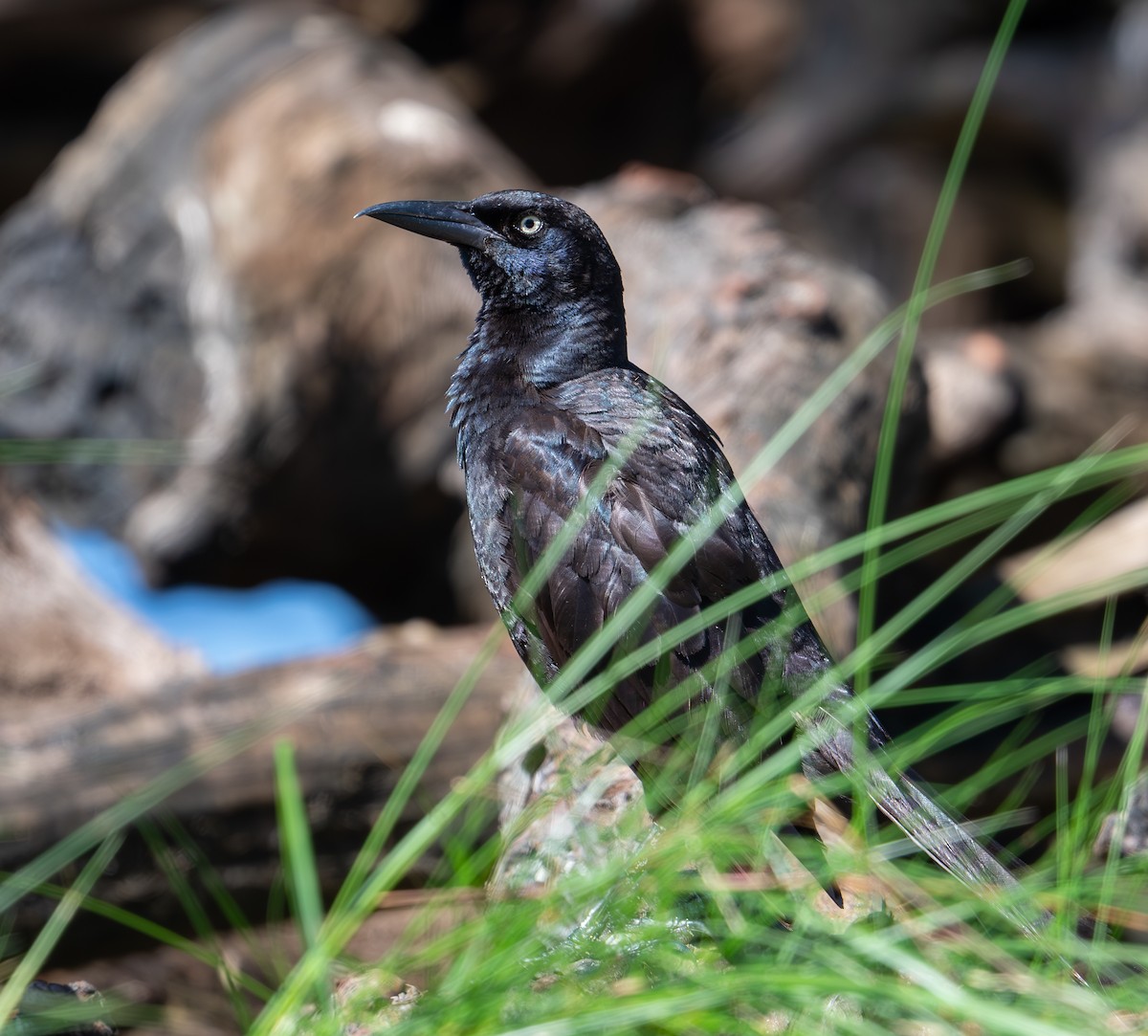 Boat-tailed Grackle (torreyi/alabamensis) - ML620790702