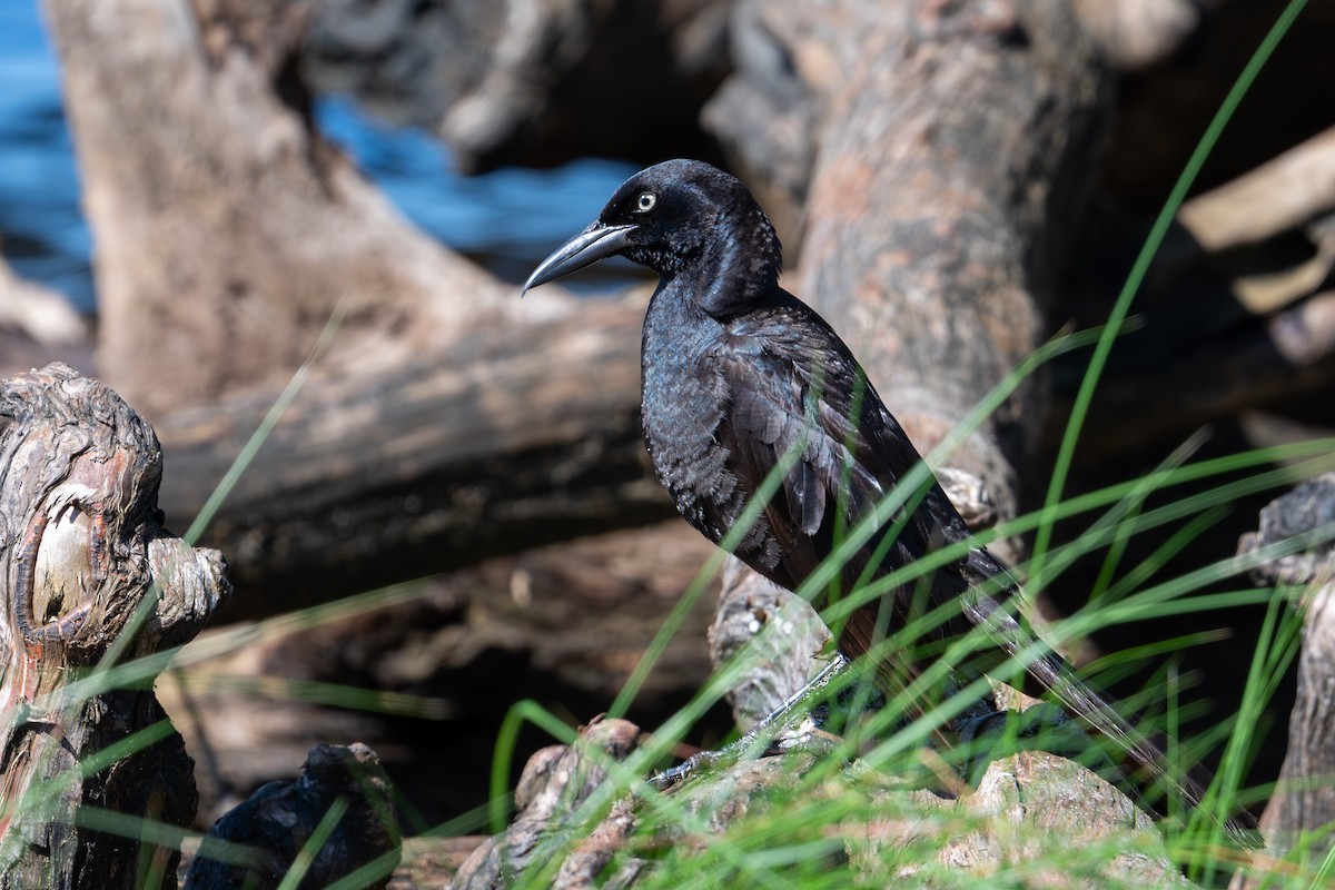 Boat-tailed Grackle (torreyi/alabamensis) - ML620790703