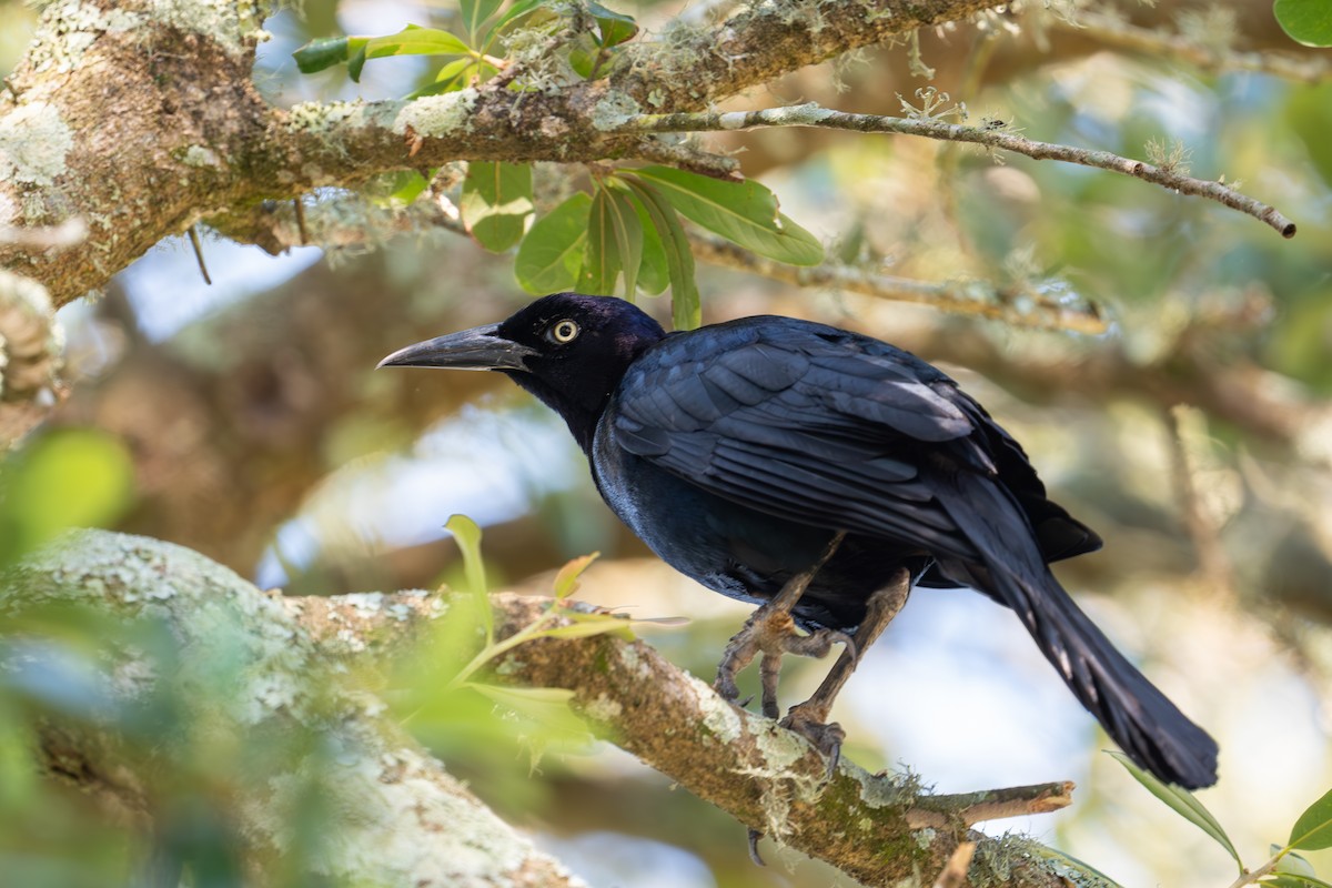 Boat-tailed Grackle (torreyi/alabamensis) - ML620790704