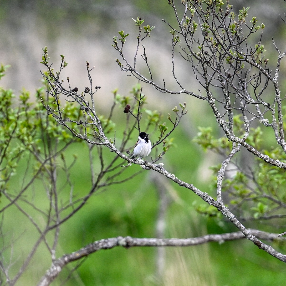 Reed Bunting - ML620790707