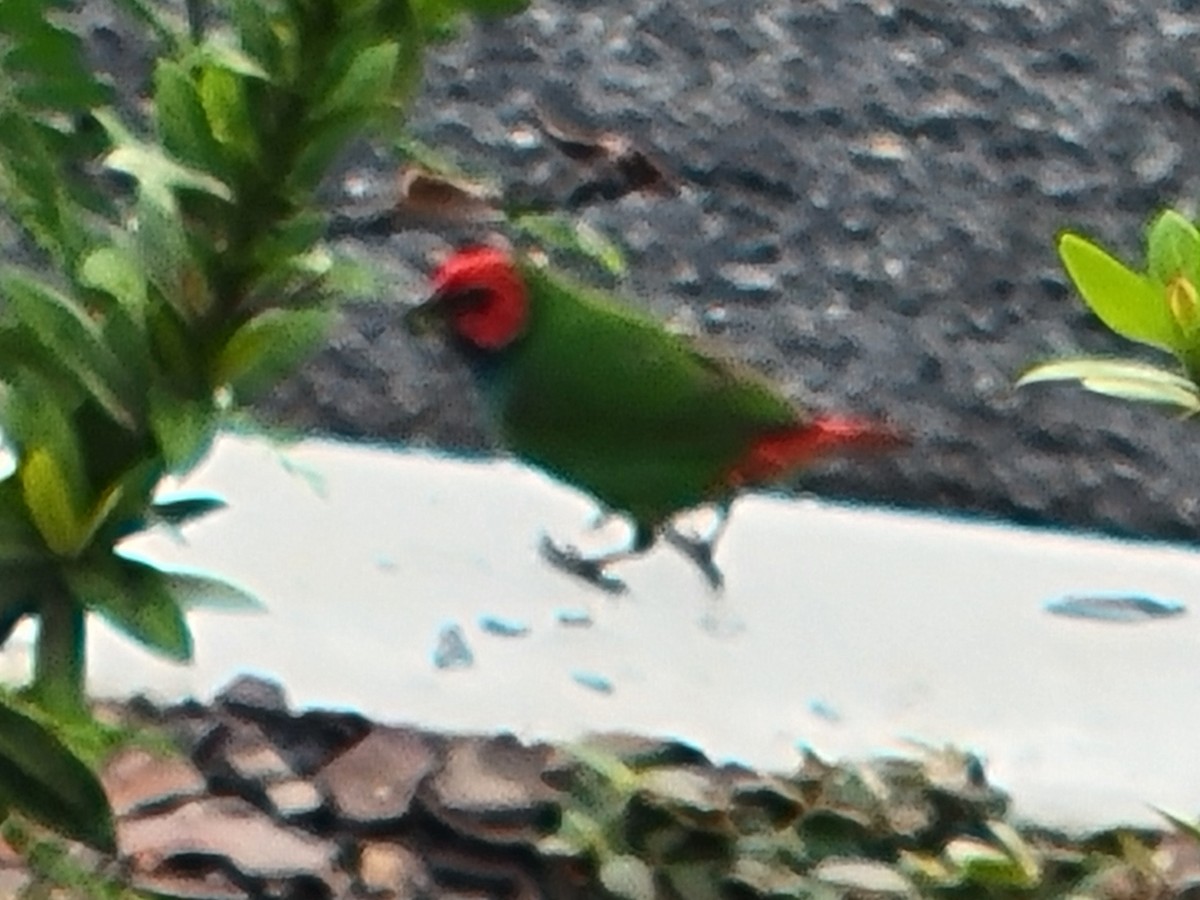 Fiji Parrotfinch - ML620790708