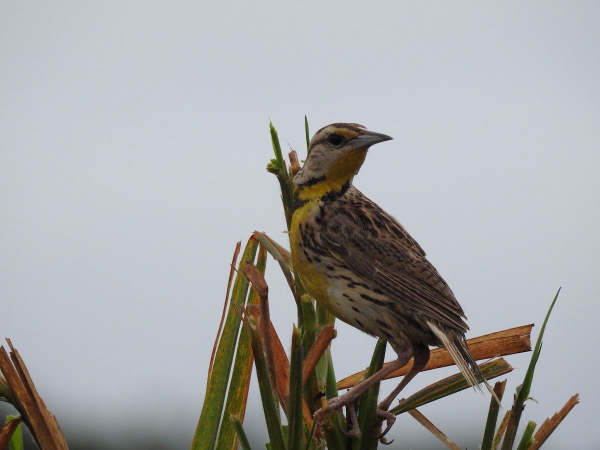 Eastern Meadowlark - ML620790709