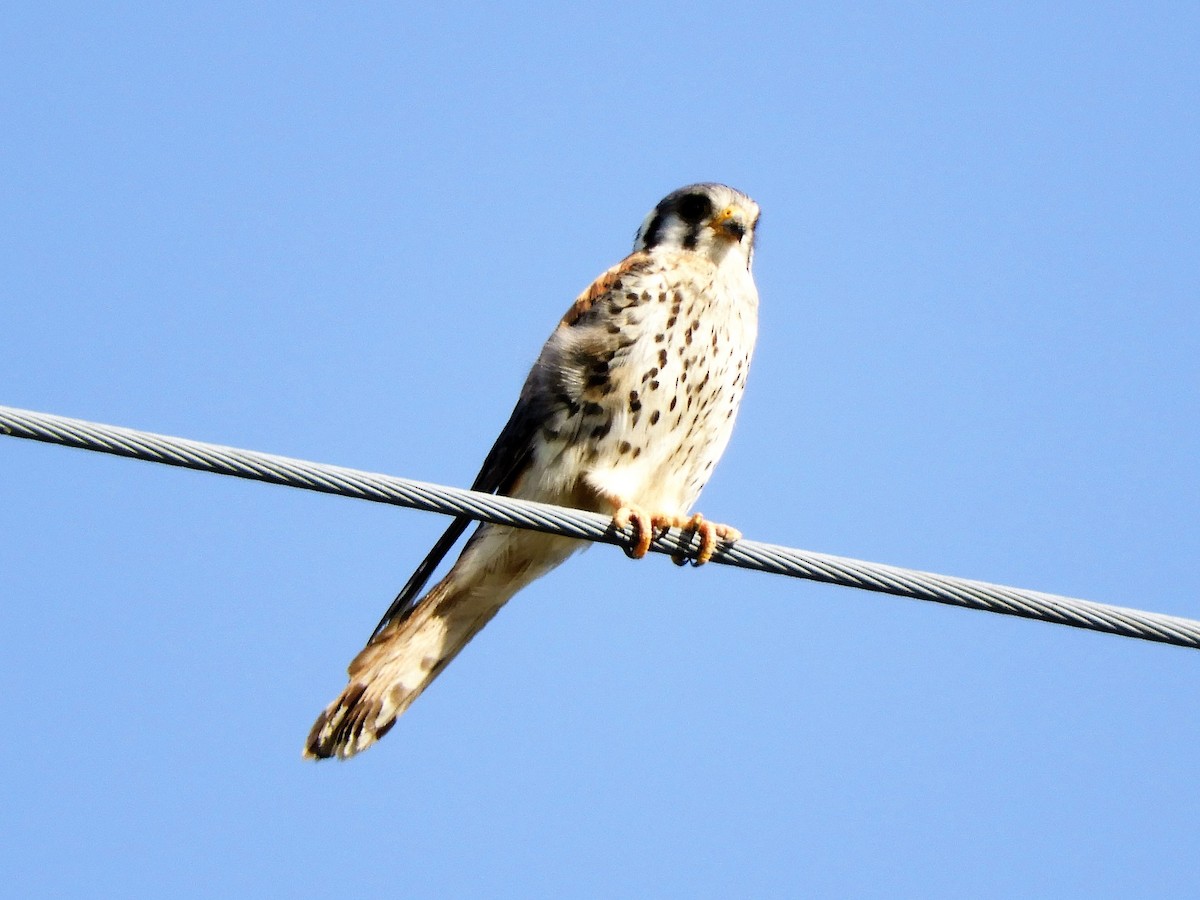 American Kestrel - ML620790710