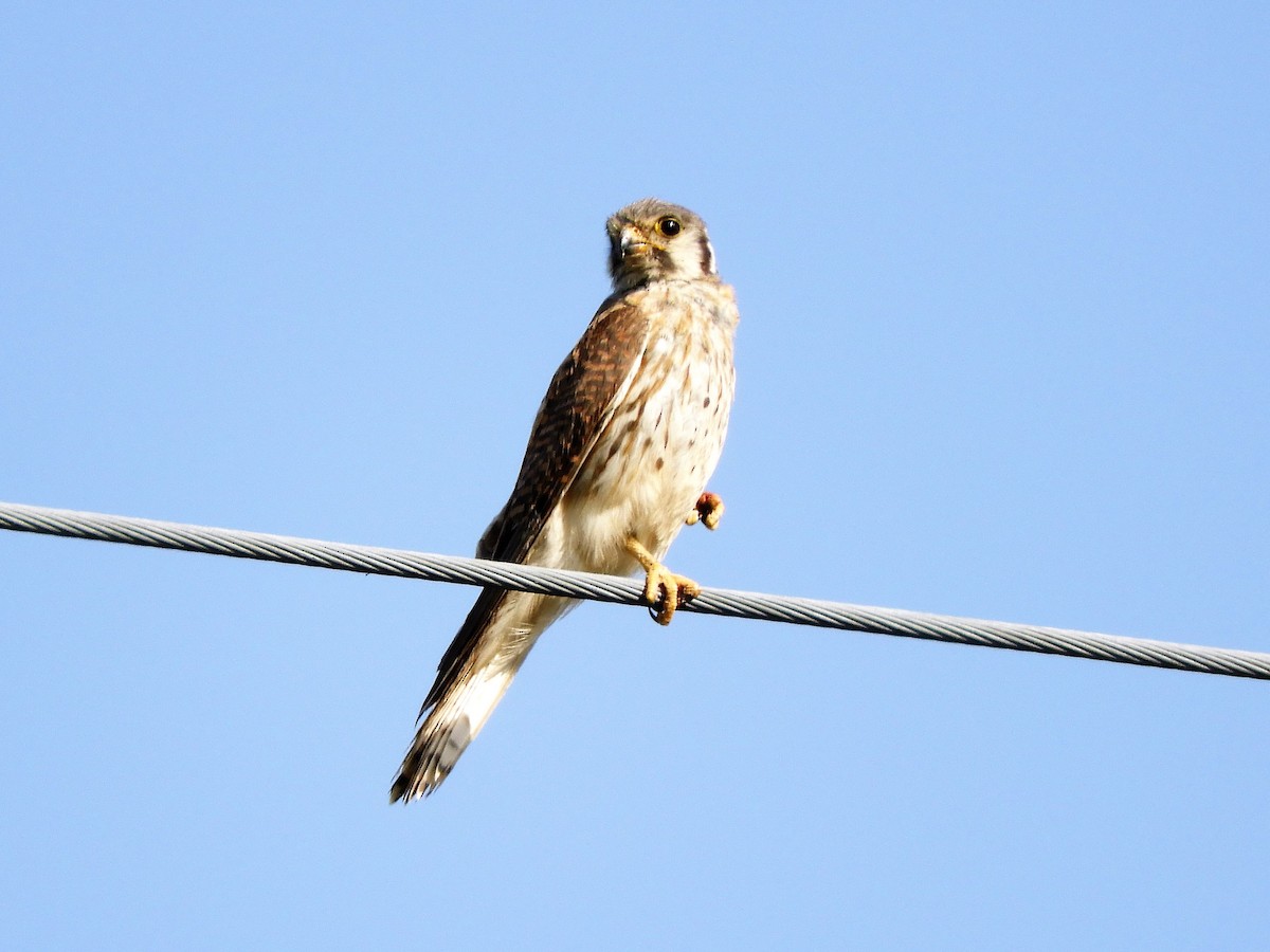 American Kestrel - ML620790712