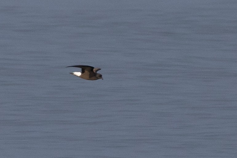 Wedge-rumped Storm-Petrel - Susan Brickner-Wren