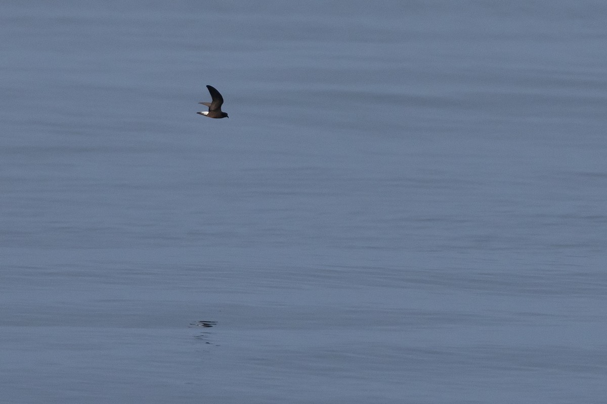 Wedge-rumped Storm-Petrel - ML620790715