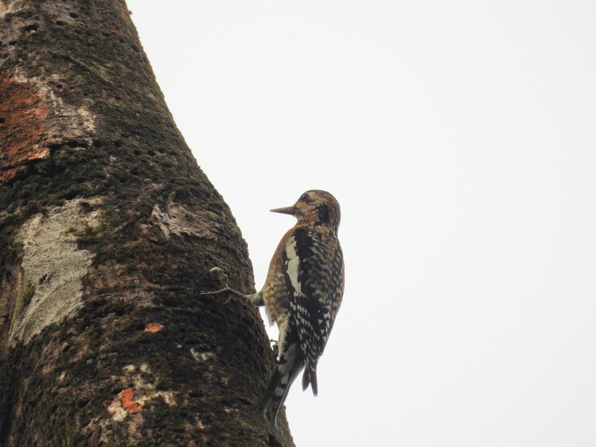 Yellow-bellied Sapsucker - ML620790716