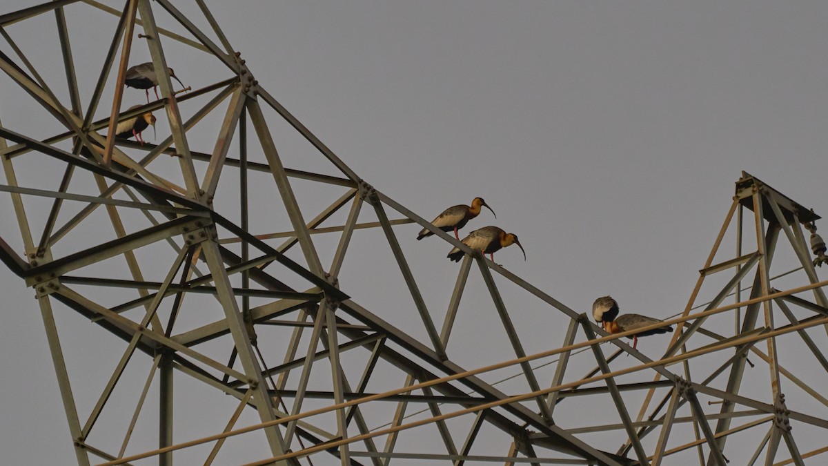 Buff-necked Ibis - ML620790718