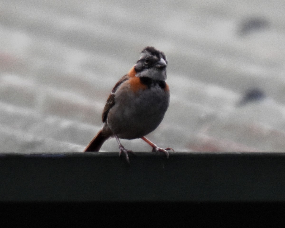 Rufous-collared Sparrow - ML620790729