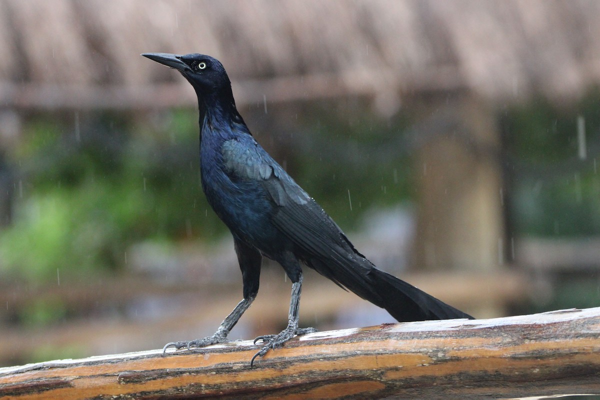 Great-tailed Grackle - ML620790731
