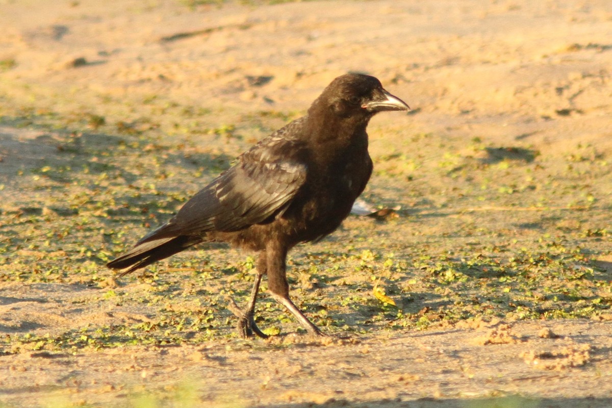 American Crow - ML620790733