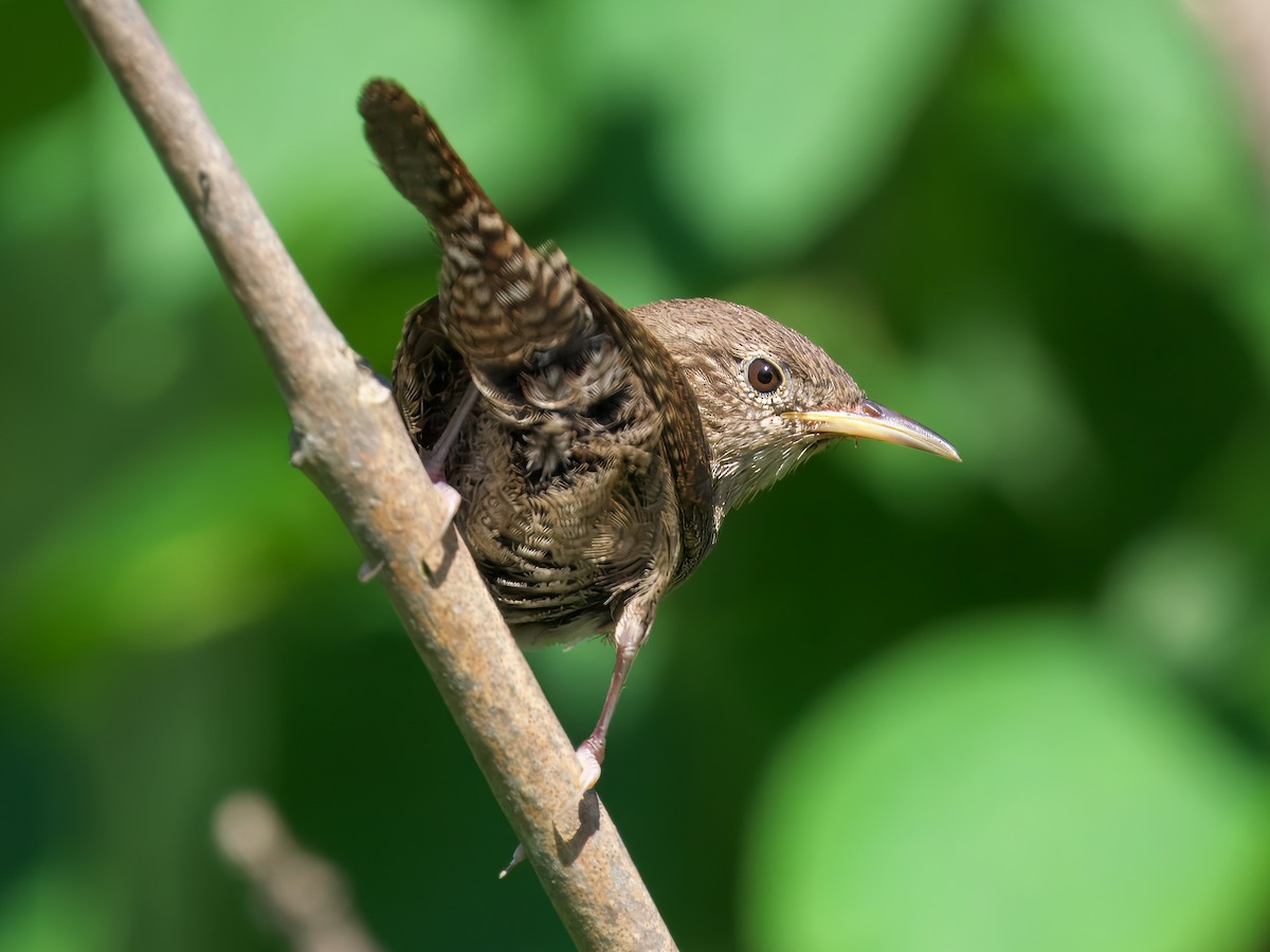 House Wren - ML620790737