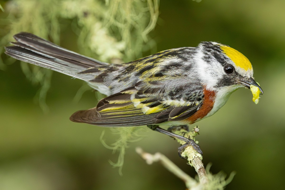 Chestnut-sided Warbler - Jack Rogers