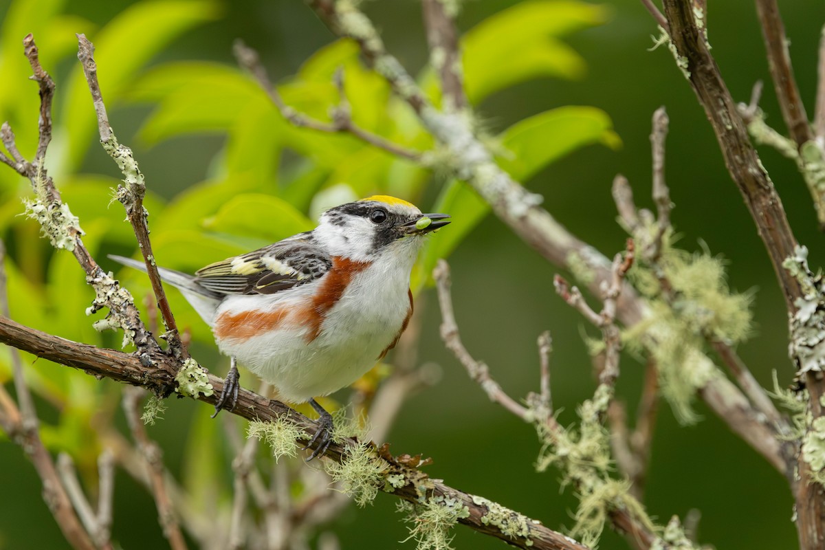 Chestnut-sided Warbler - ML620790741