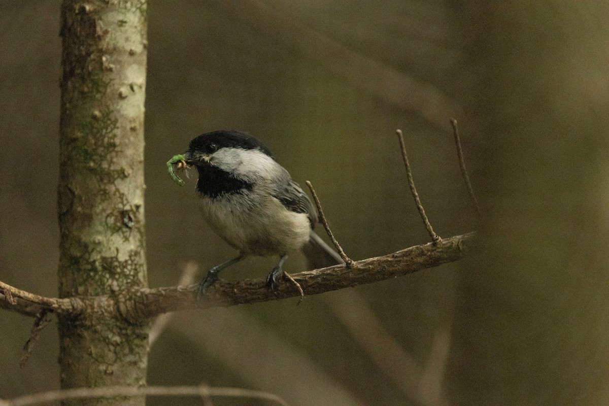 Mésange à tête noire - ML620790744