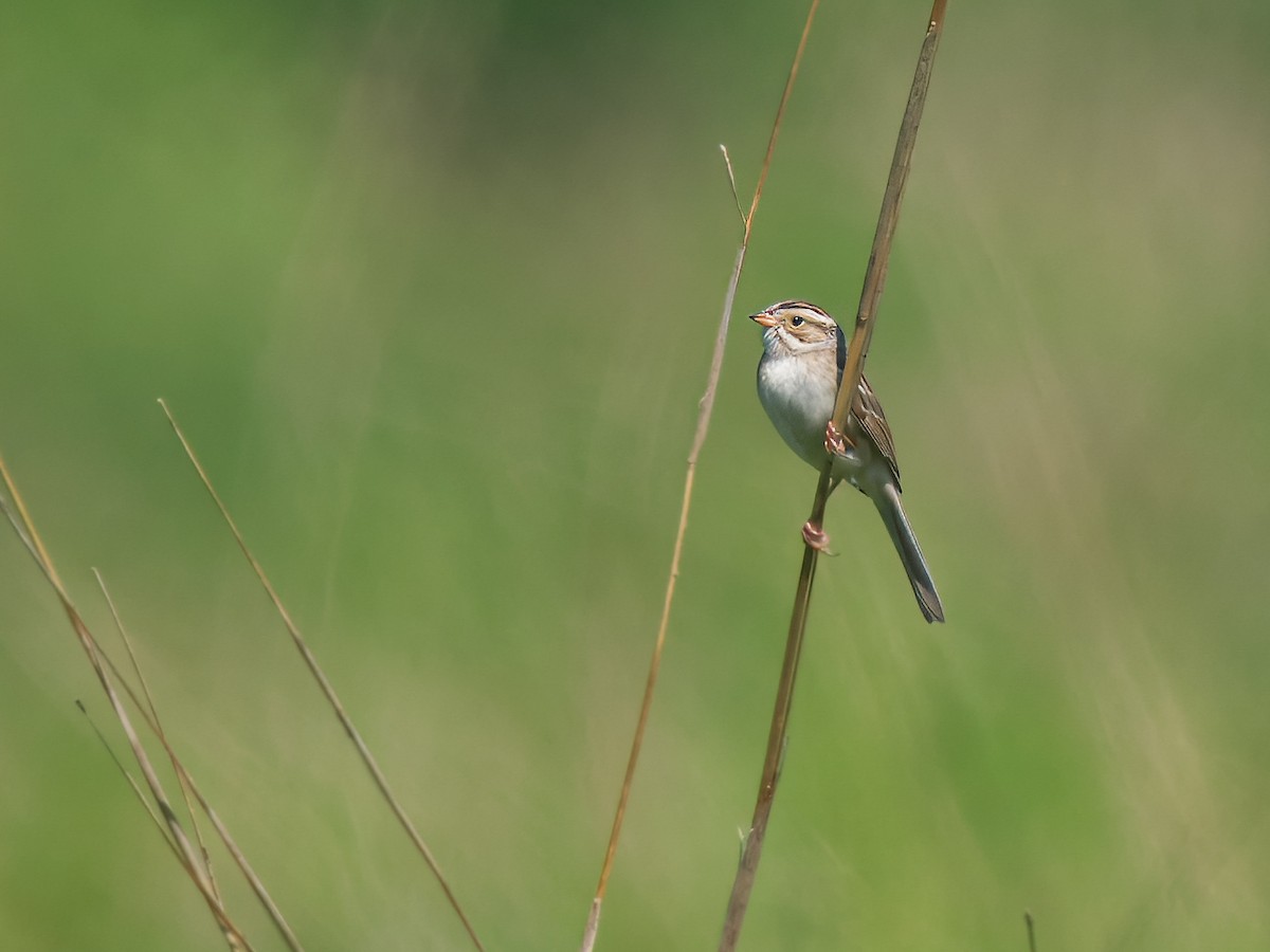 Clay-colored Sparrow - ML620790745