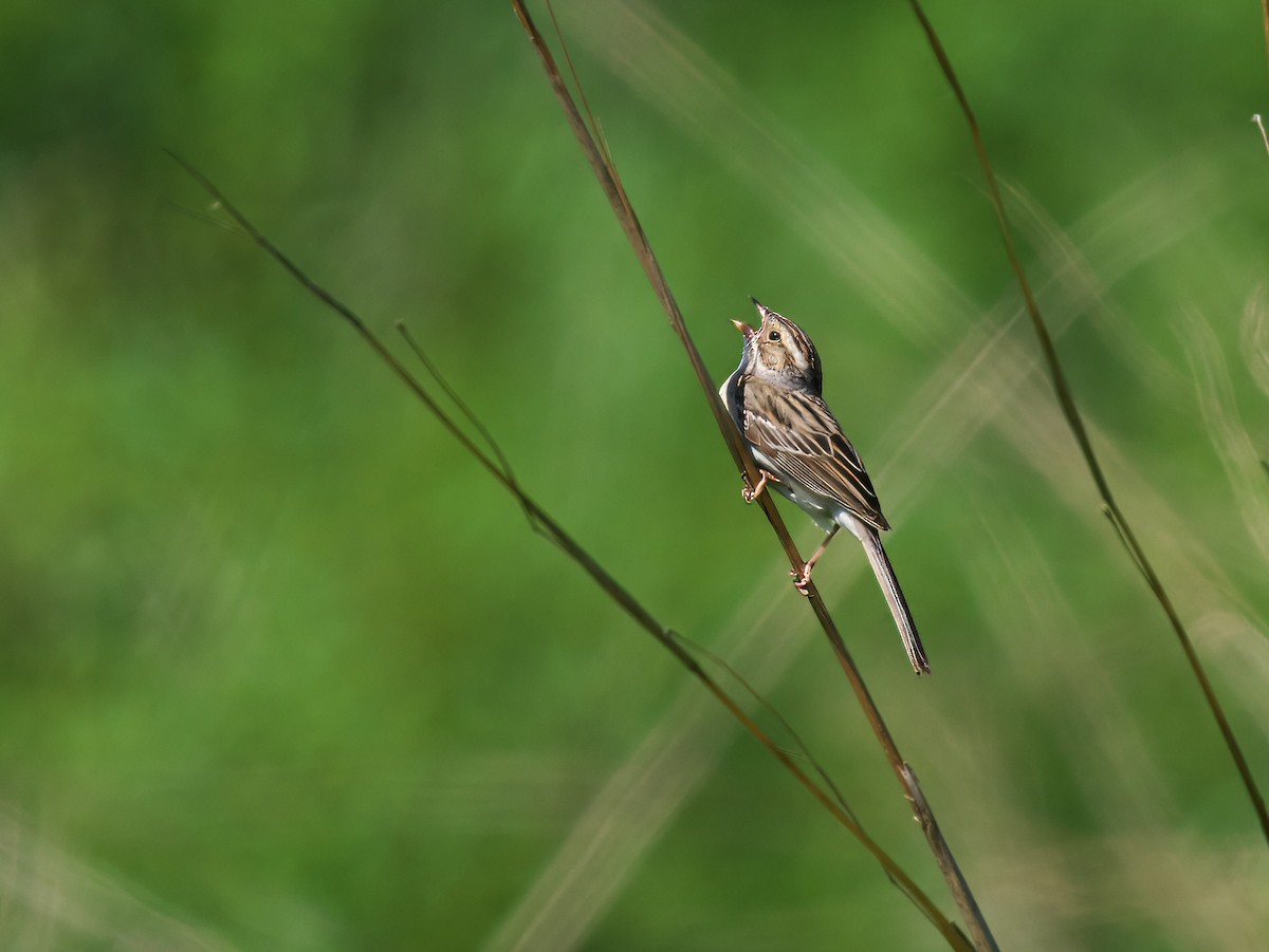 Clay-colored Sparrow - ML620790746