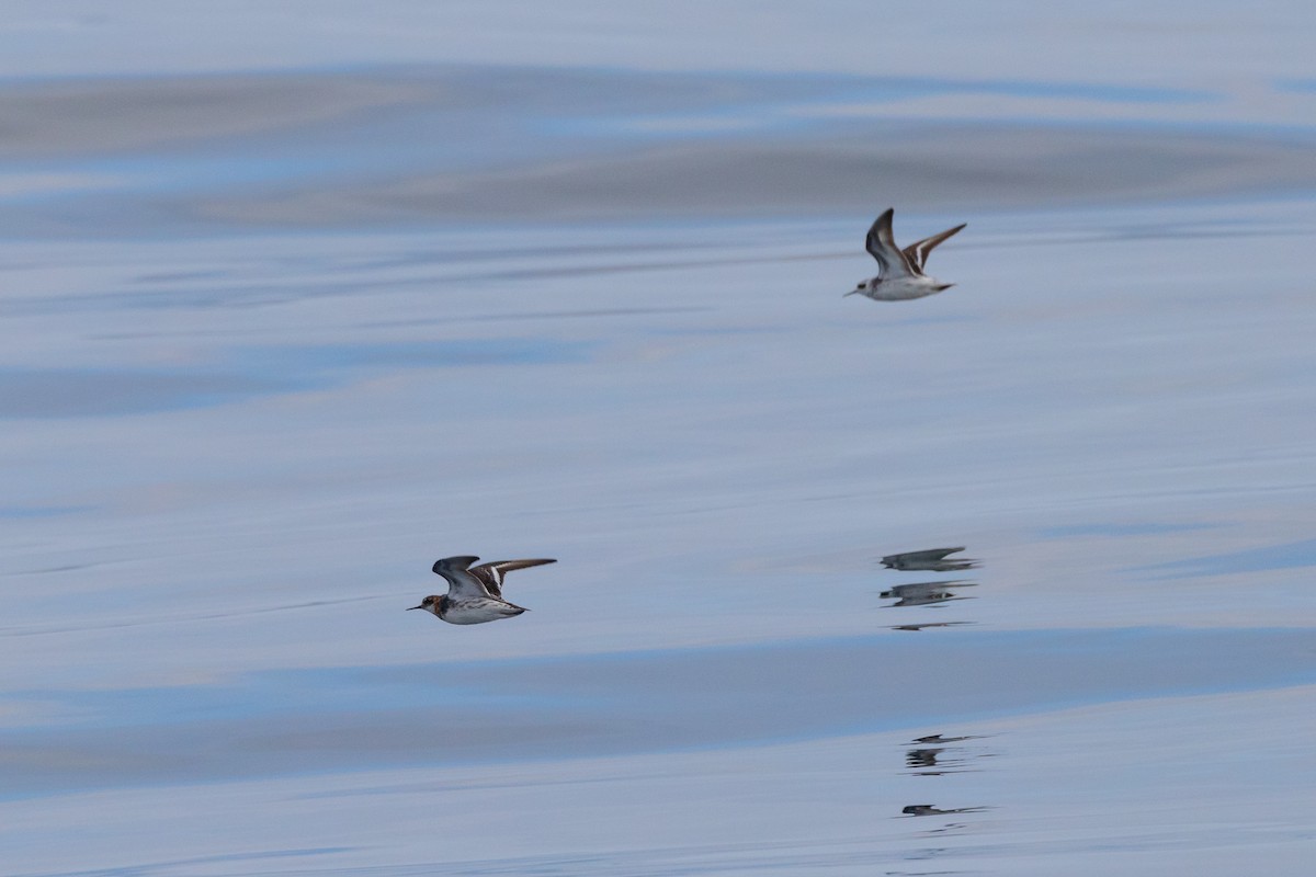 Ruddy Turnstone - ML620790750