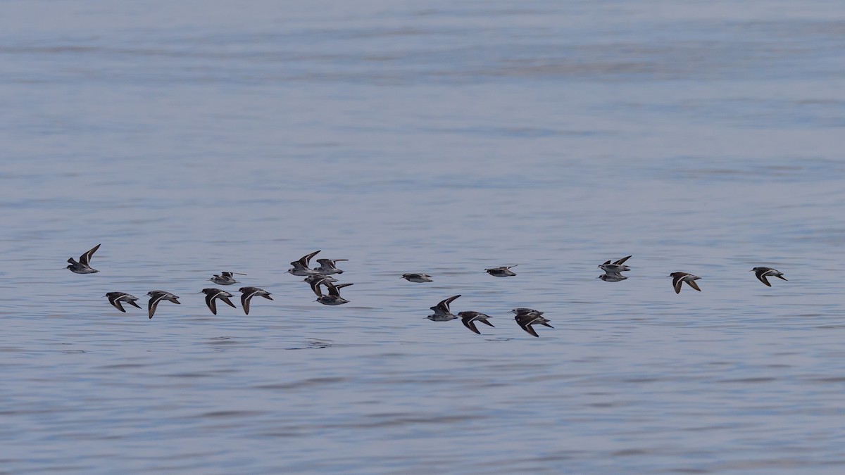 Ruddy Turnstone - ML620790751