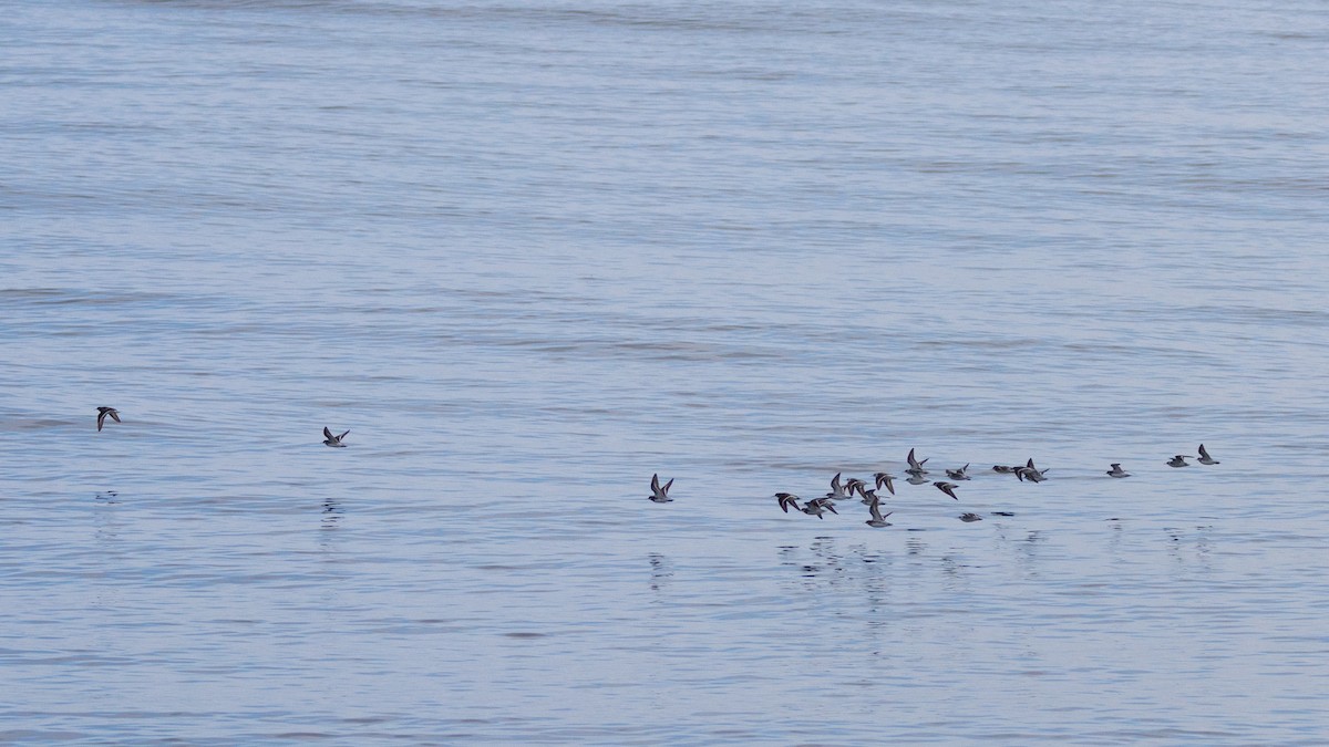 Ruddy Turnstone - ML620790752