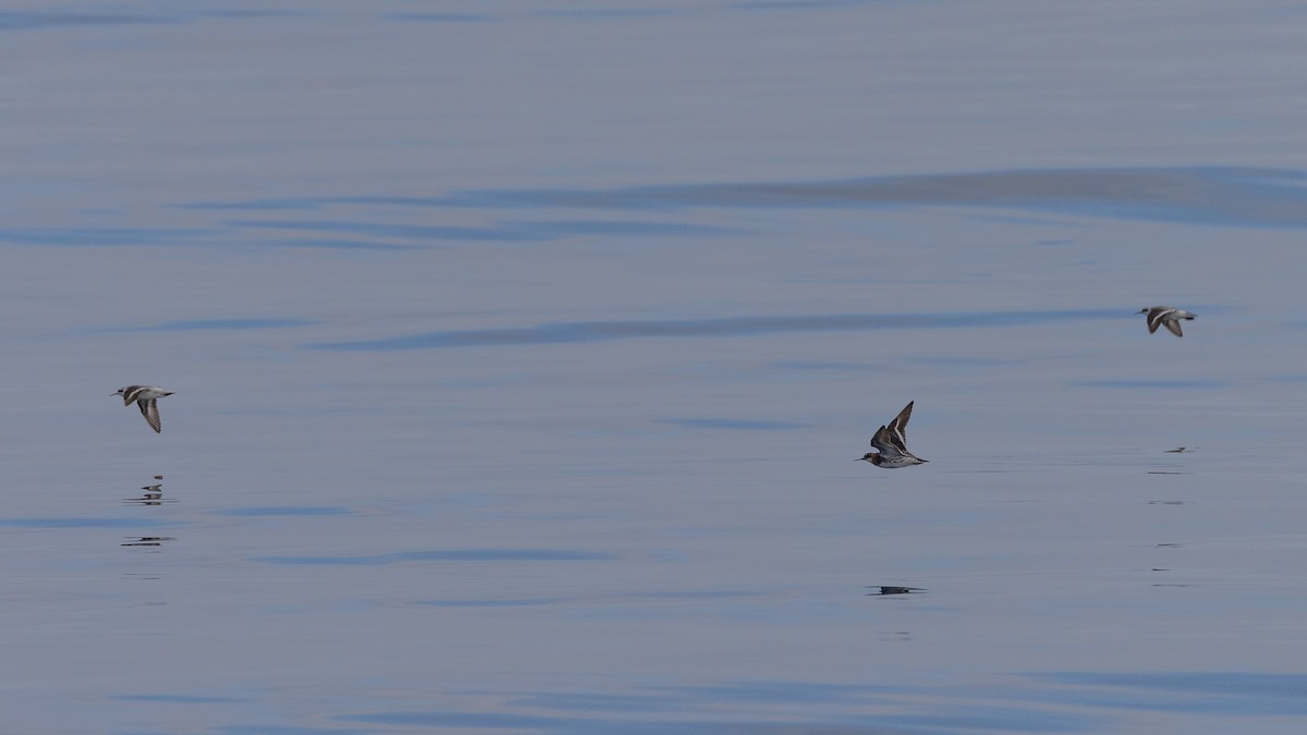 Ruddy Turnstone - ML620790753