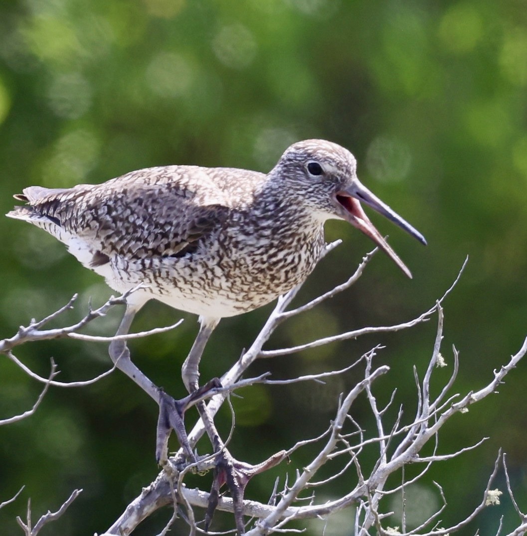 Willet - Eileen Rudden