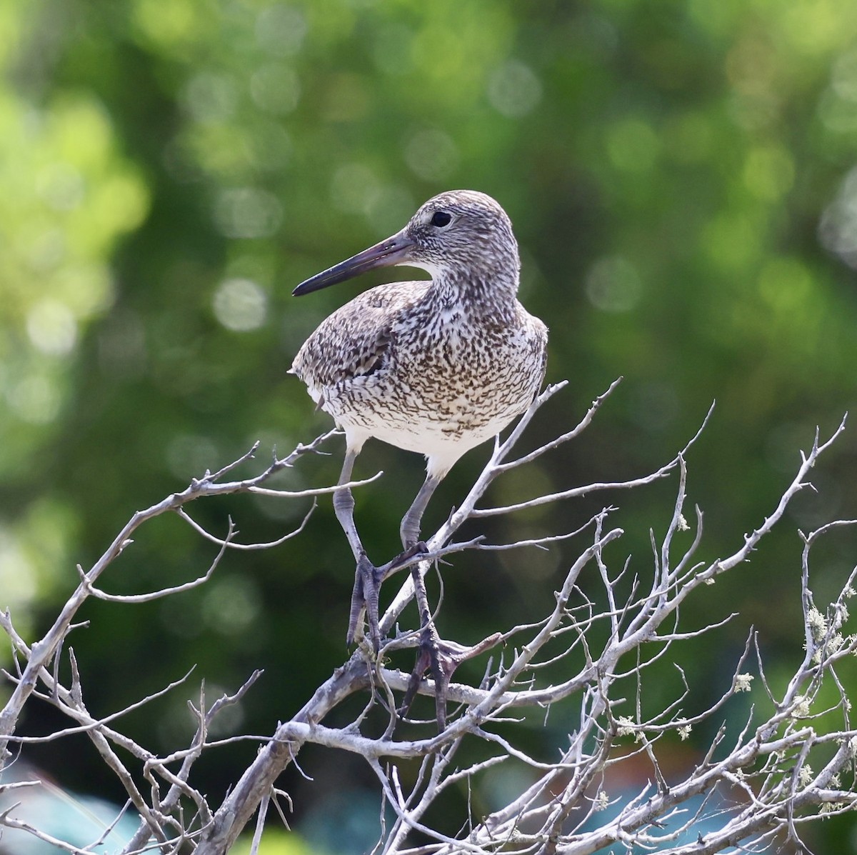 Willet - ML620790759