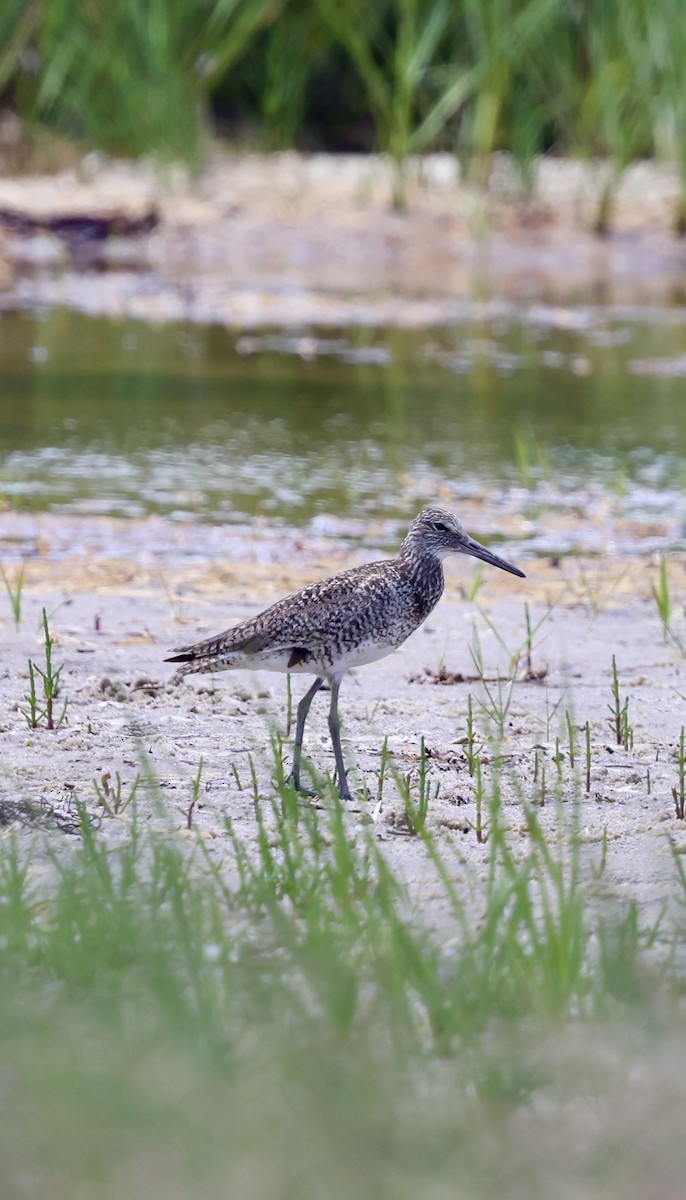 Willet - ML620790760