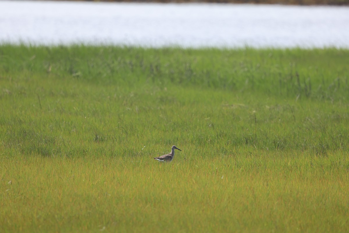 Willet - Eileen Rudden