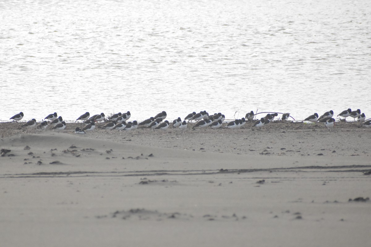 American Oystercatcher - ML620790766