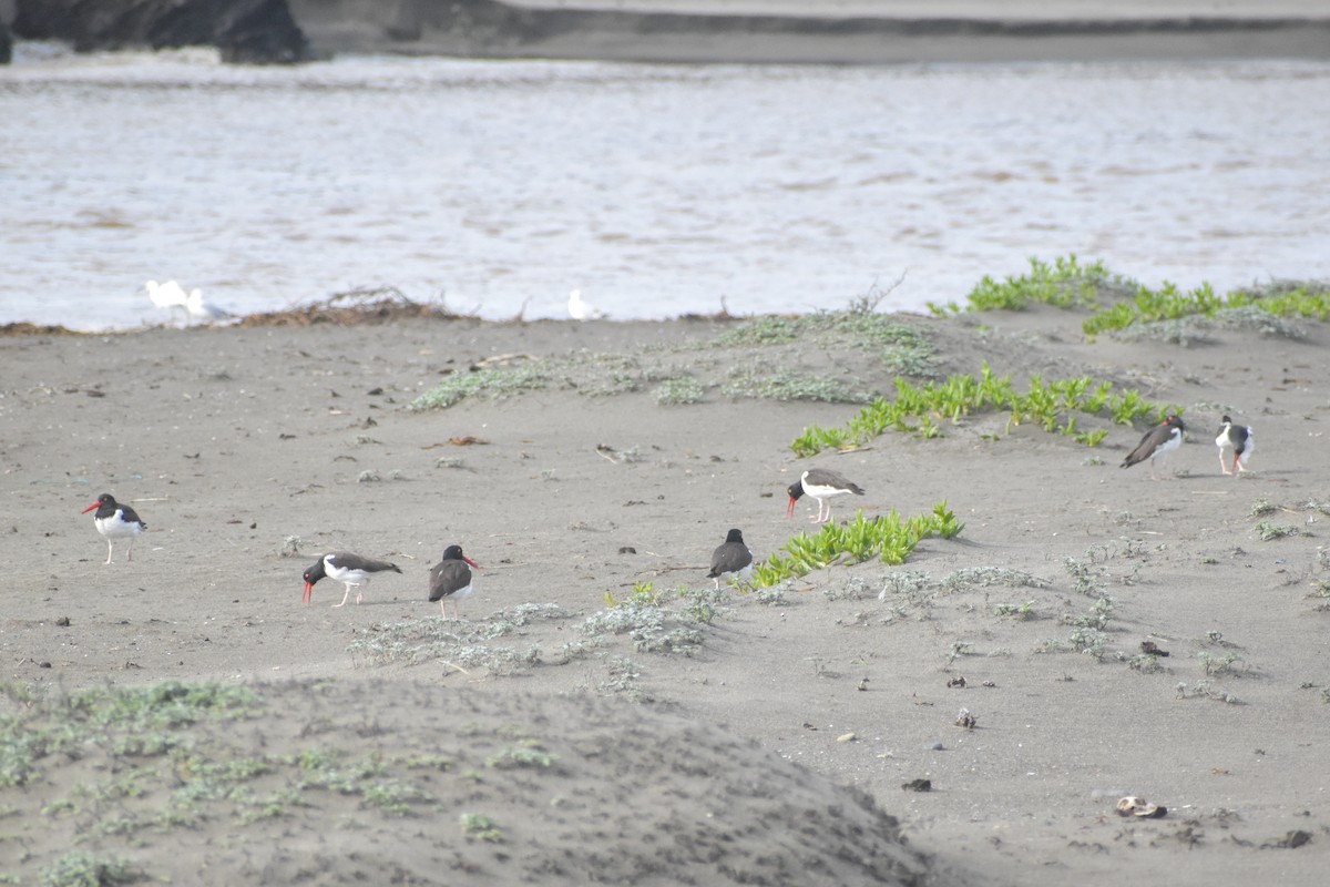 American Oystercatcher - ML620790767