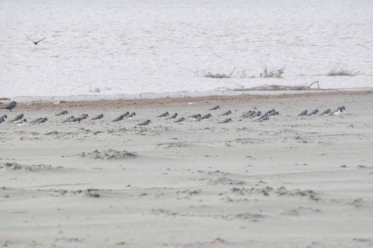 American Oystercatcher - ML620790768