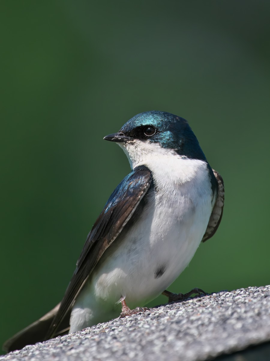 Tree Swallow - ML620790769