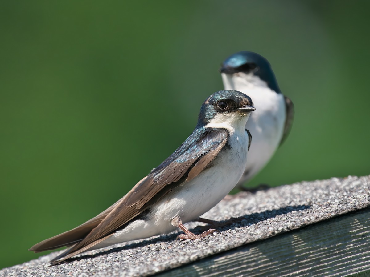 Tree Swallow - ML620790770