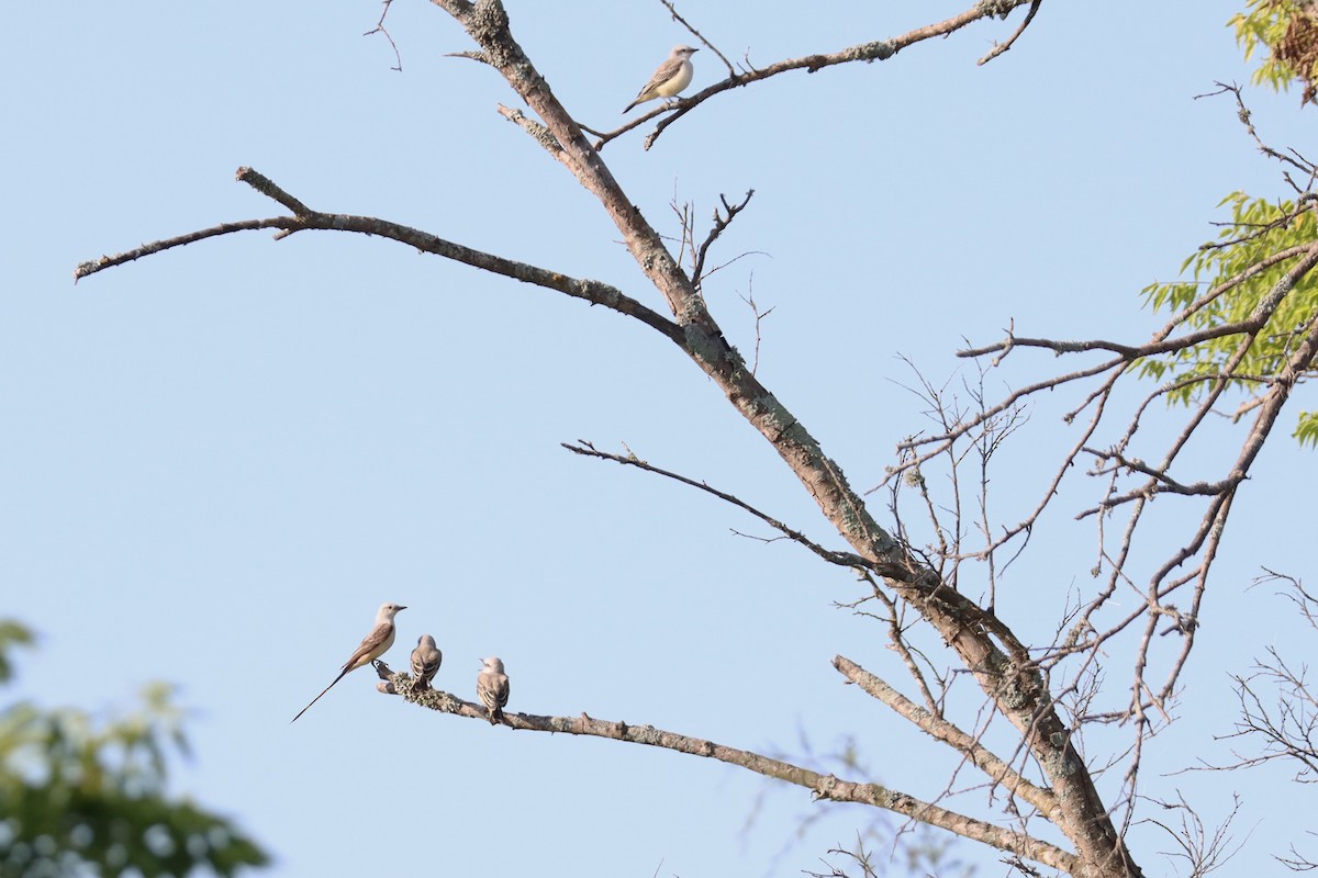 Scissor-tailed Flycatcher - ML620790773