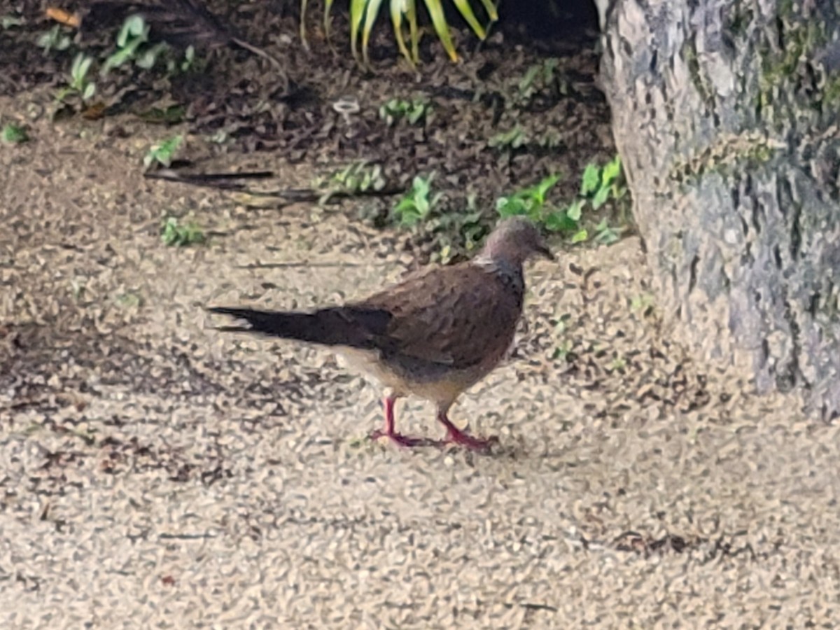 Spotted Dove - ML620790779